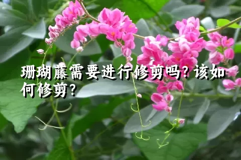 珊瑚藤需要进行修剪吗？该如何修剪？