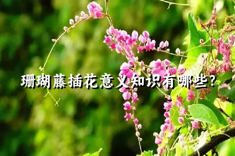 珊瑚藤插花意义知识有哪些？