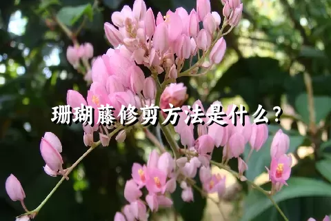 珊瑚藤修剪方法是什么？