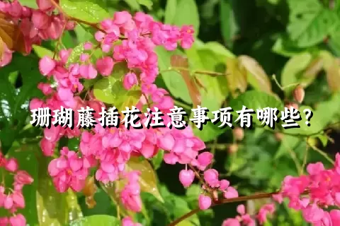 珊瑚藤插花注意事项有哪些？