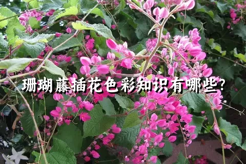 珊瑚藤插花色彩知识有哪些？