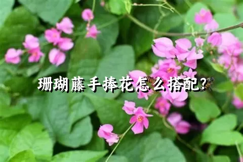 珊瑚藤手捧花怎么搭配？