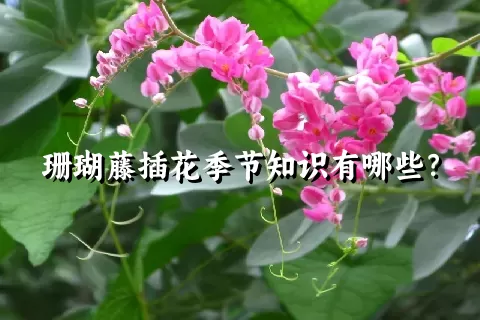 珊瑚藤插花季节知识有哪些？