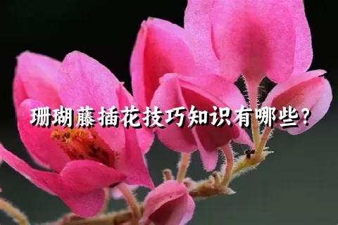 珊瑚藤插花技巧知识有哪些？