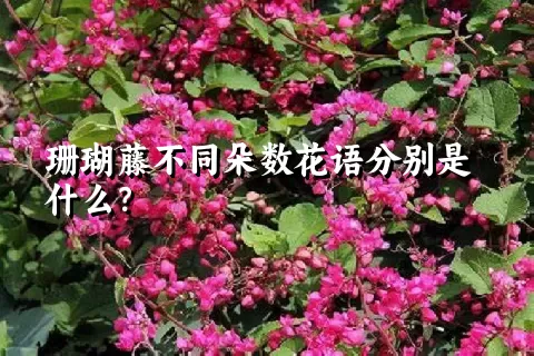 珊瑚藤不同朵数花语分别是什么？