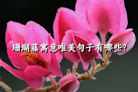 珊瑚藤寓意唯美句子有哪些？