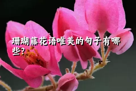 珊瑚藤花语唯美的句子有哪些？