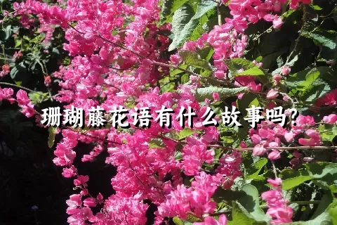 珊瑚藤花语有什么故事吗？