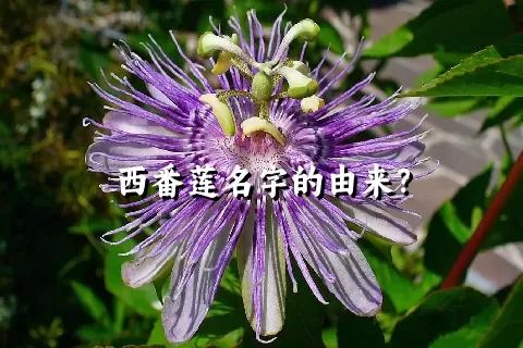 西番莲名字的由来？