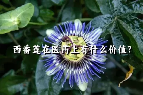 西番莲在医药上有什么价值？