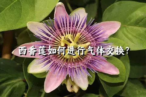 西番莲如何进行气体交换？