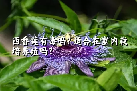 西番莲有毒吗？适合在室内栽培养殖吗？