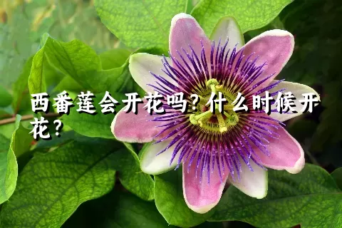 西番莲会开花吗？什么时候开花？