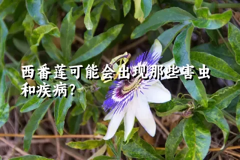 西番莲可能会出现那些害虫和疾病？