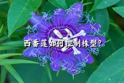 西番莲如何控制株型？