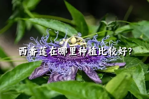 西番莲在哪里种植比较好？