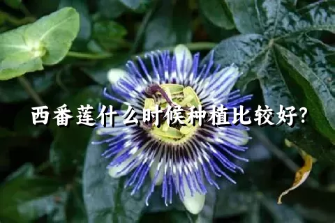 西番莲什么时候种植比较好？