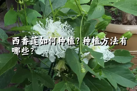 西番莲如何种植？种植方法有哪些？