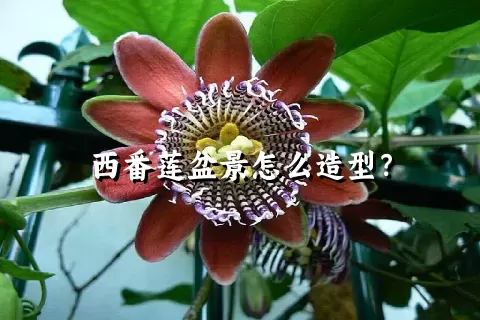 西番莲盆景怎么造型？