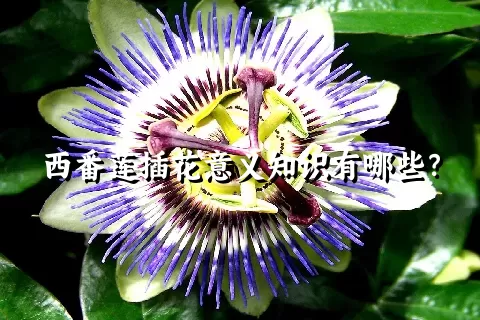 西番莲插花意义知识有哪些？