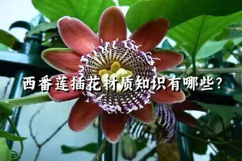 西番莲插花材质知识有哪些？