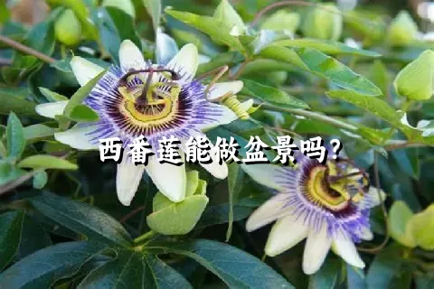 西番莲能做盆景吗？