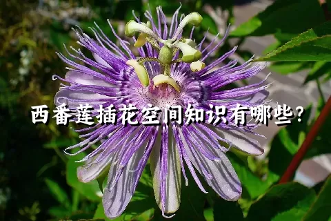 西番莲插花空间知识有哪些？