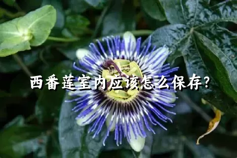 西番莲室内应该怎么保存？