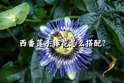 西番莲手捧花怎么搭配？