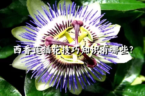 西番莲插花技巧知识有哪些？