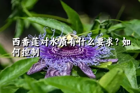 西番莲对水质有什么要求？如何控制