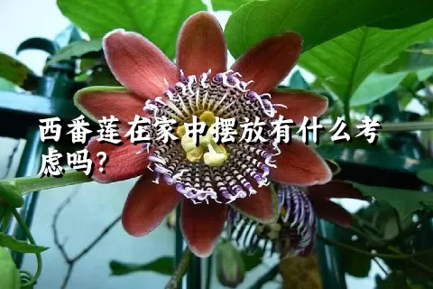 西番莲在家中摆放有什么考虑吗？