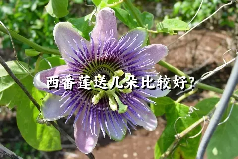 西番莲送几朵比较好？