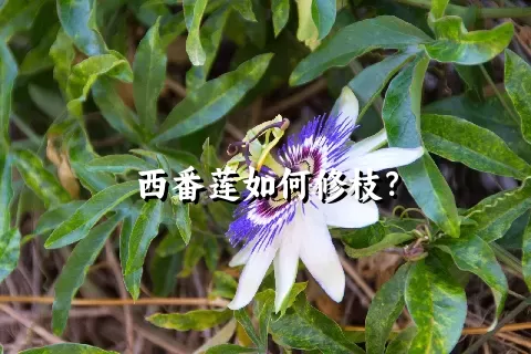 西番莲如何修枝？