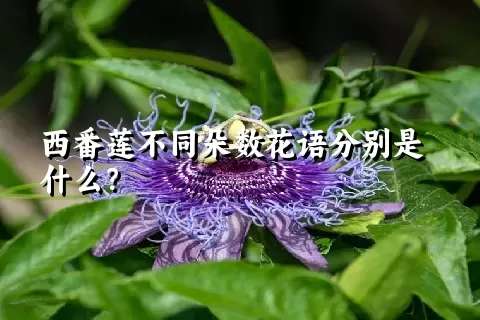 西番莲不同朵数花语分别是什么？