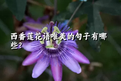 西番莲花语唯美的句子有哪些？