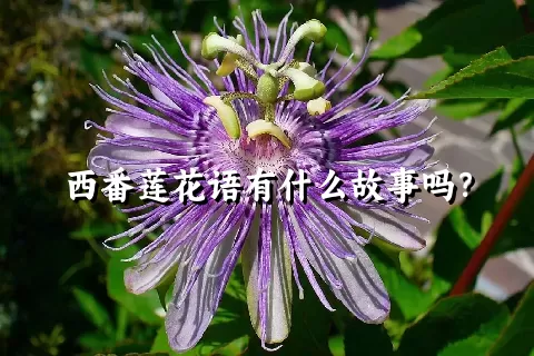 西番莲花语有什么故事吗？