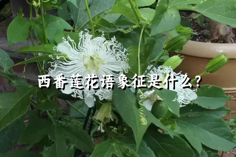 西番莲花语象征是什么？