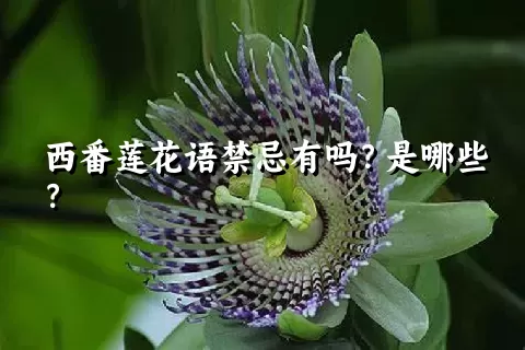 西番莲花语禁忌有吗？是哪些？