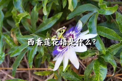 西番莲花语是什么？