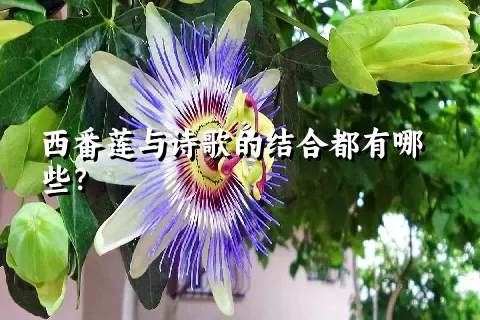 西番莲与诗歌的结合都有哪些？