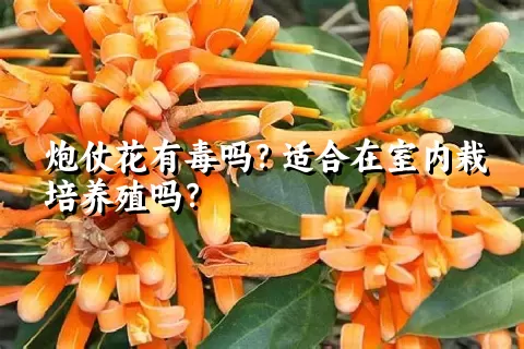 炮仗花有毒吗？适合在室内栽培养殖吗？