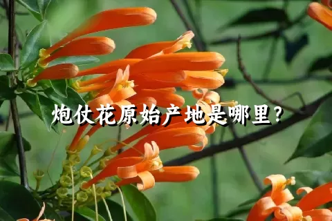 炮仗花原始产地是哪里？