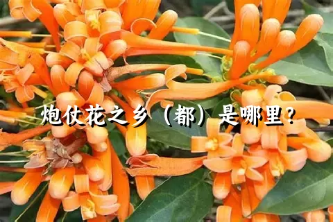 炮仗花之乡（都）是哪里？