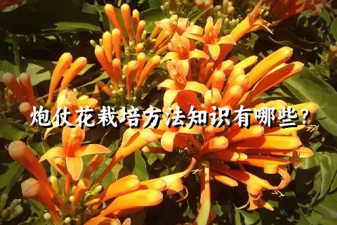 炮仗花栽培方法知识有哪些？