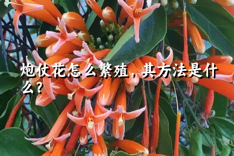 炮仗花怎么繁殖，其方法是什么？