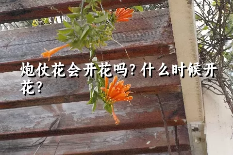 炮仗花会开花吗？什么时候开花？