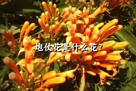 炮仗花是什么花？