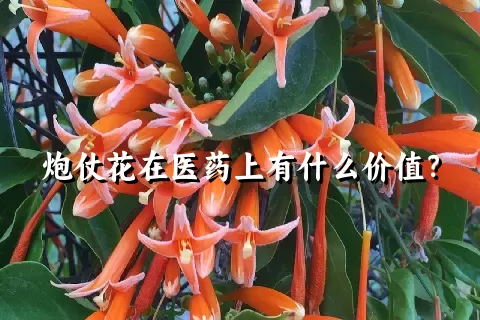 炮仗花在医药上有什么价值？