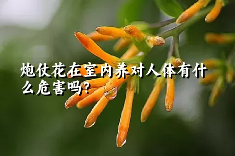 炮仗花在室内养对人体有什么危害吗？